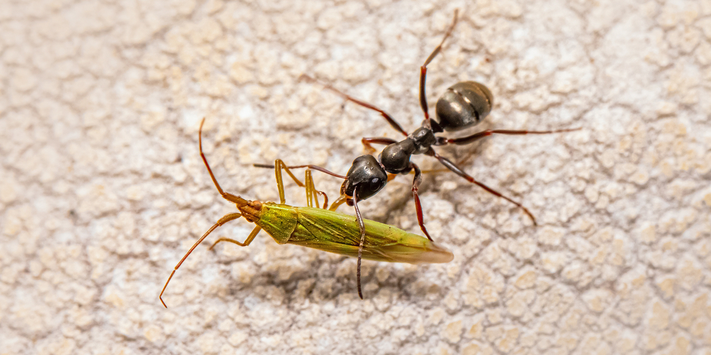 Image of an ant carrying another insect in its mandibles