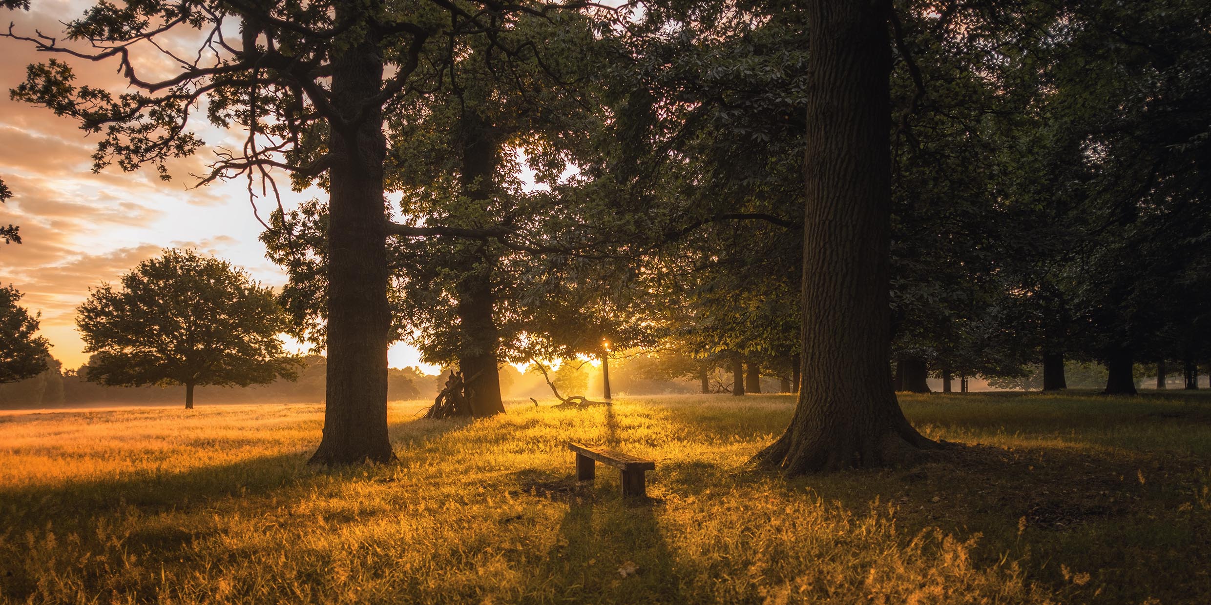 Image of an English country park at dawn