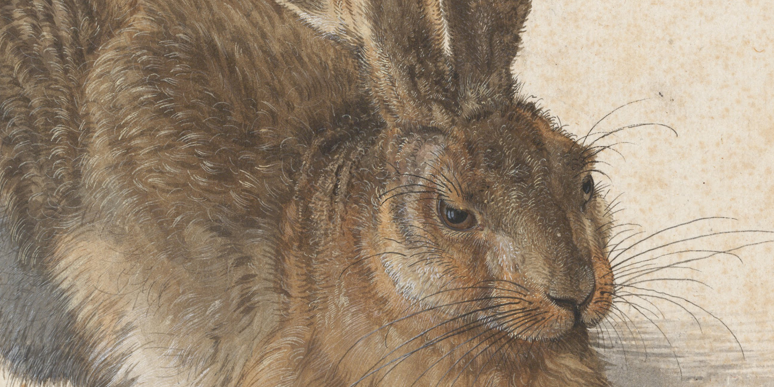 Detailed watercolor and gouache drawing of a hare