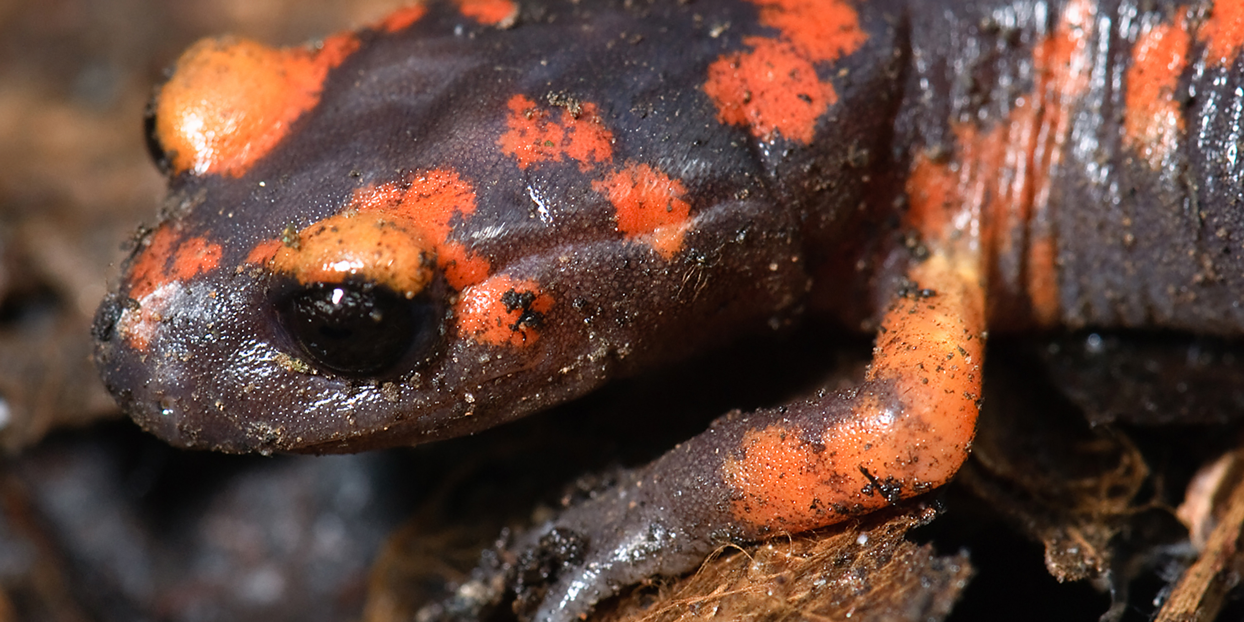 Image of a black-and-orange blotched salamander