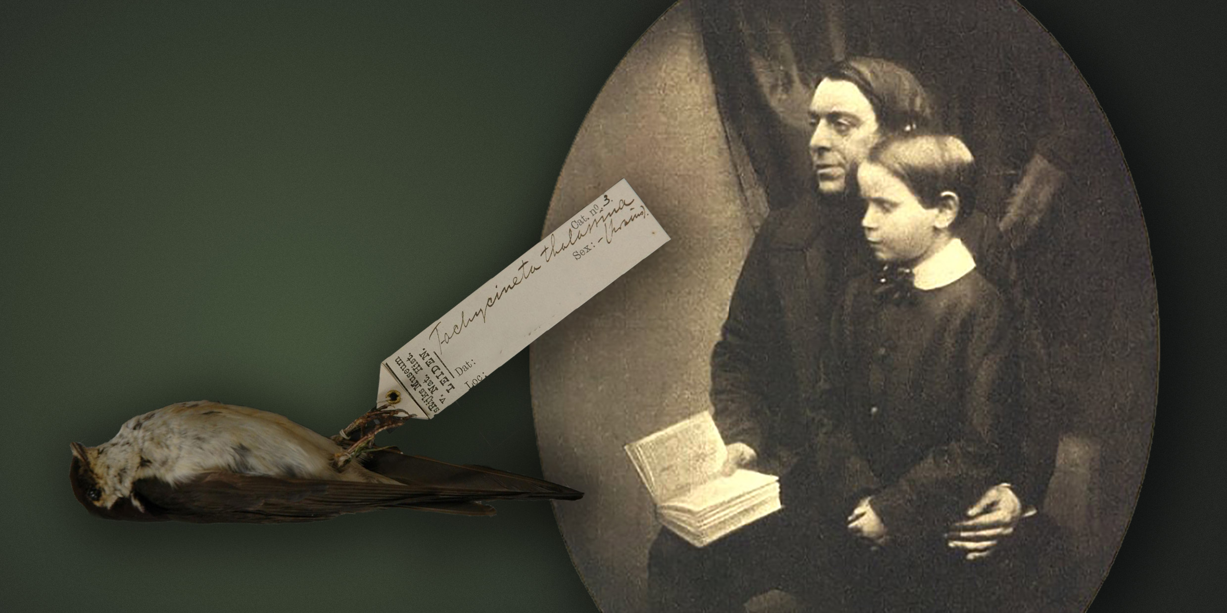Image montage of a dead swallow specimen and a portrait of a father and son seated together