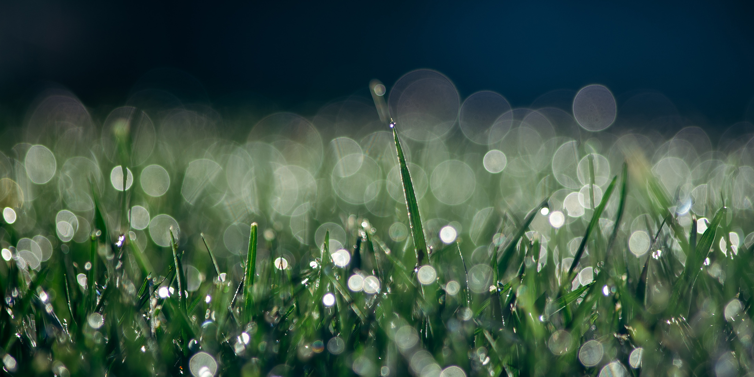 Soft-focus image of blades of grass glistening with dew