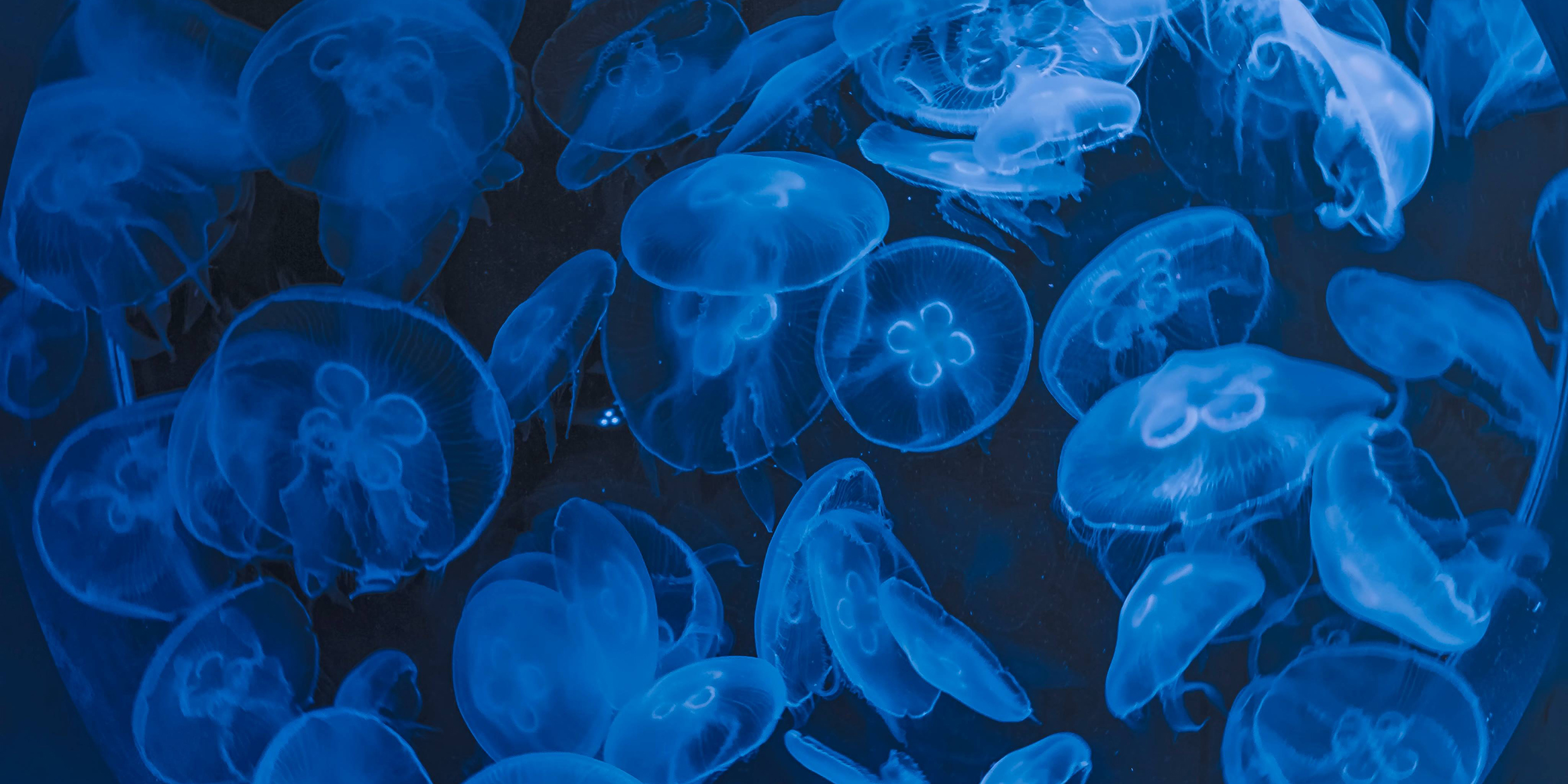Image of a school of jellyfish