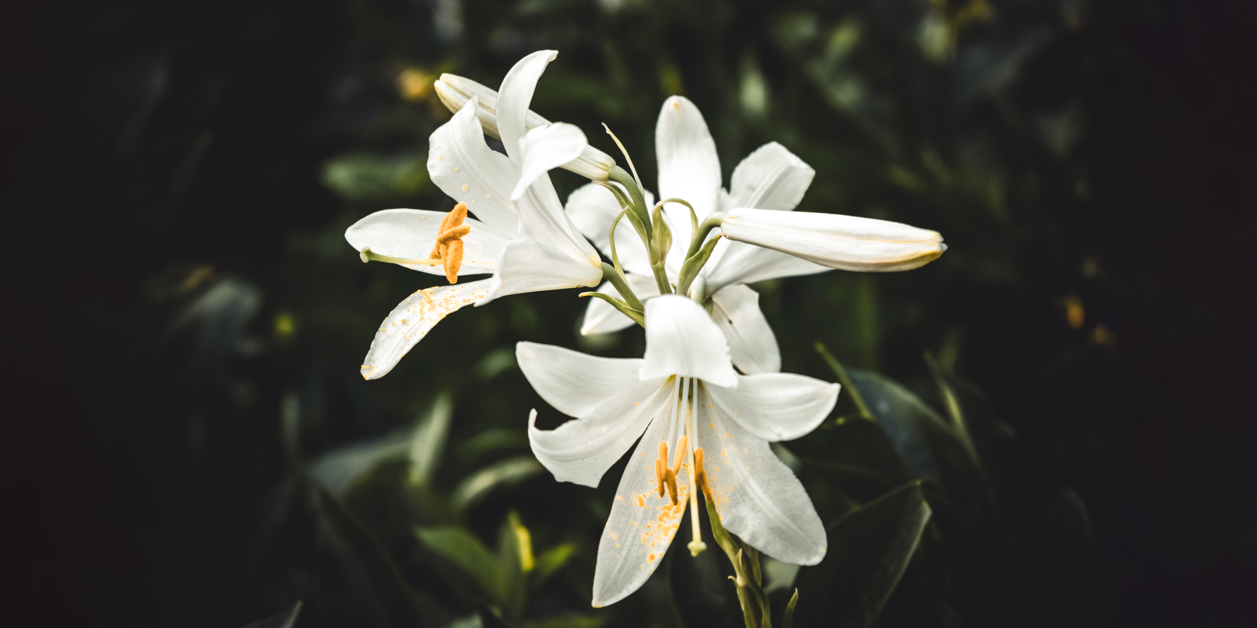 Image of white lily flowers in bloom