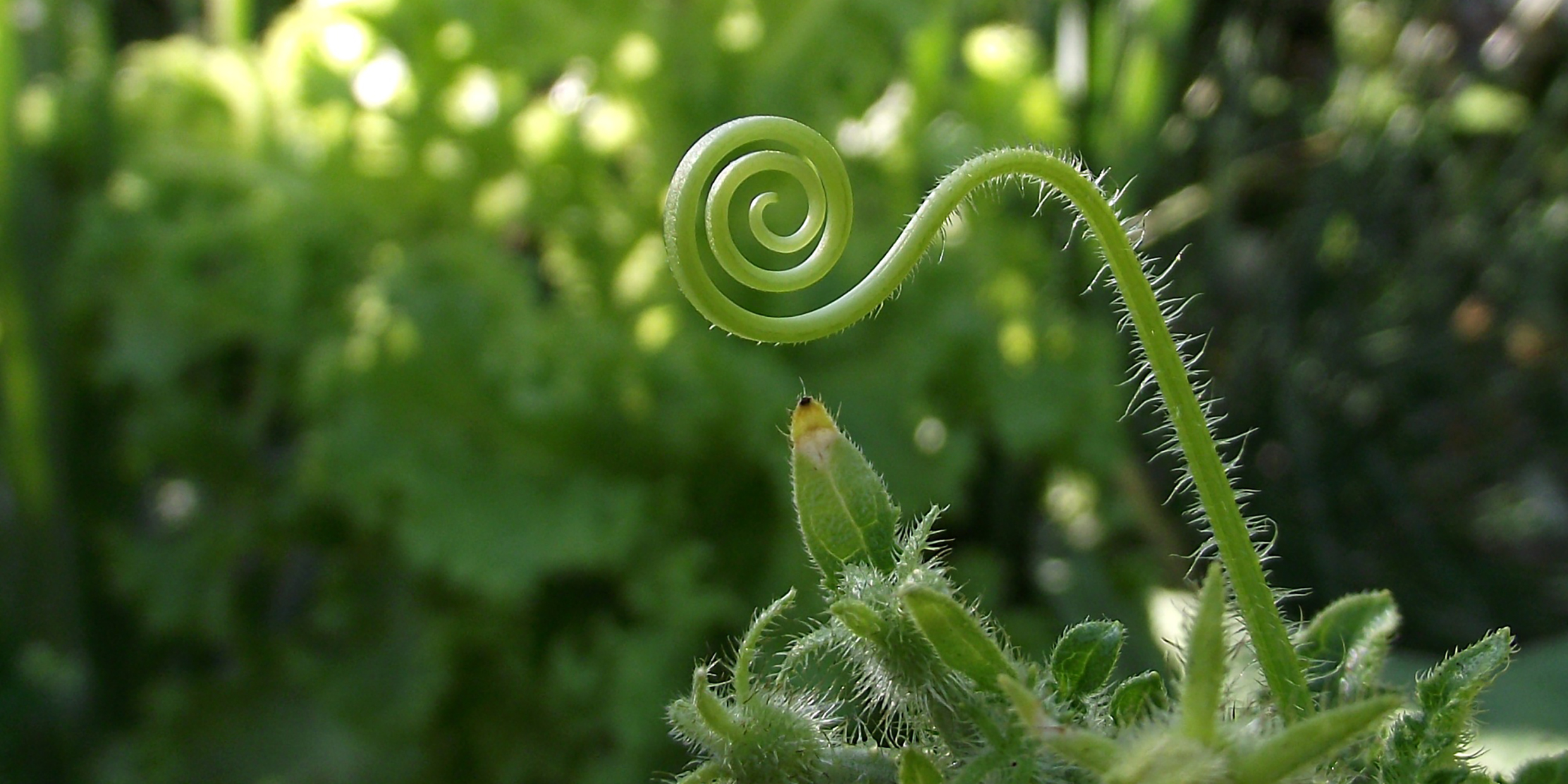 Image of a spiral-shaped plant tendril