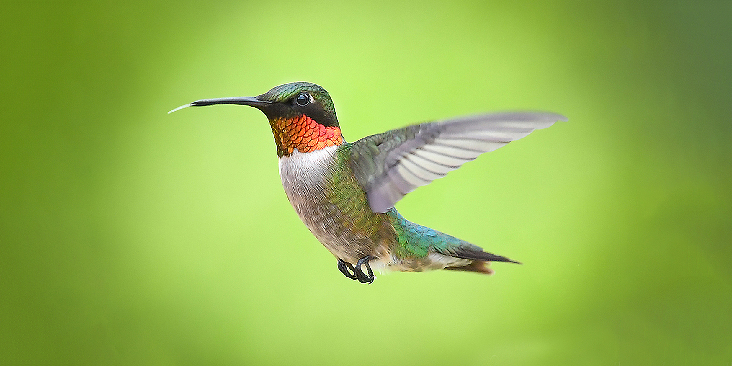 Image of a hummingbird in flight