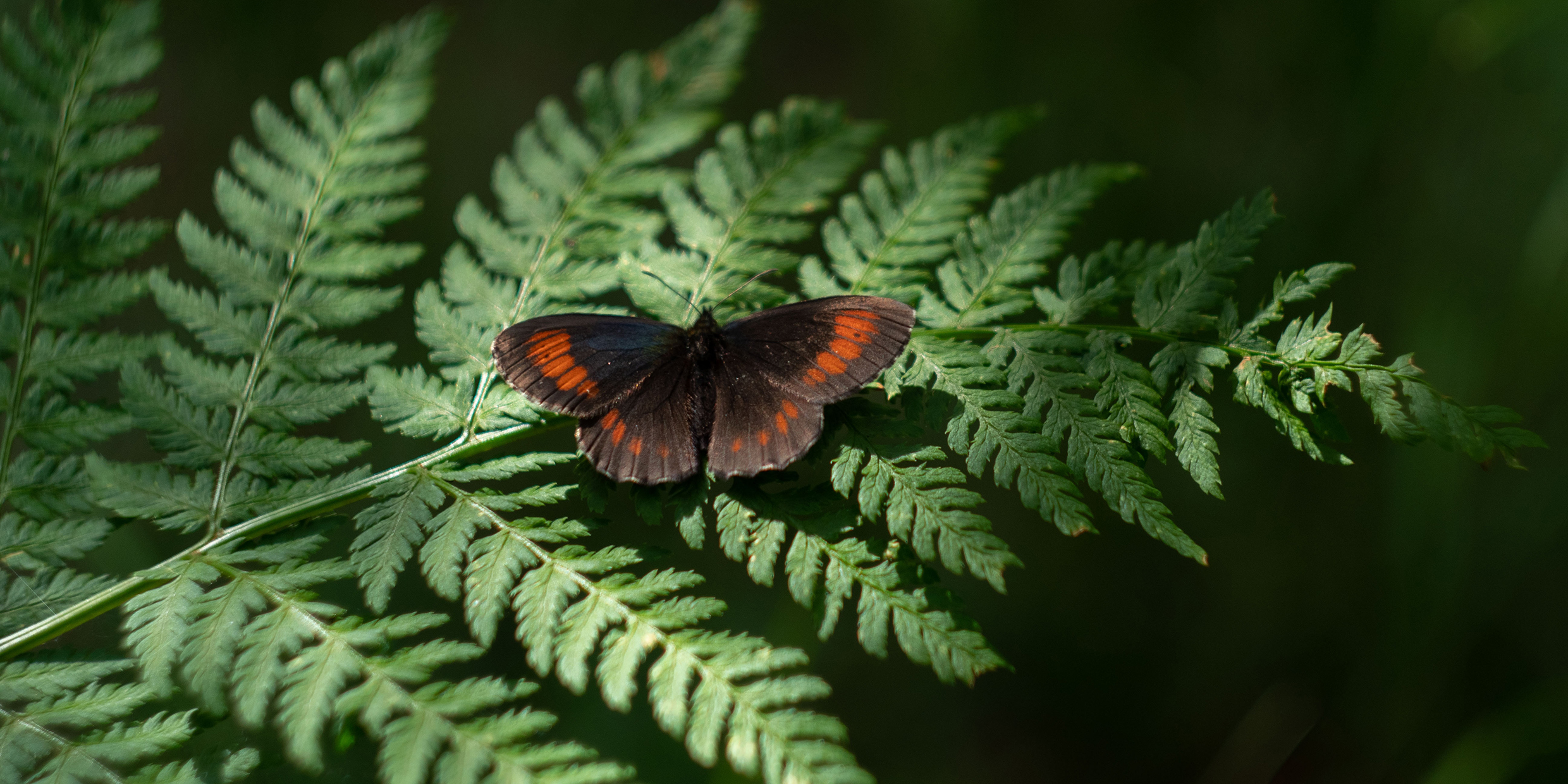 Image of a butterfly resting on a fern frond